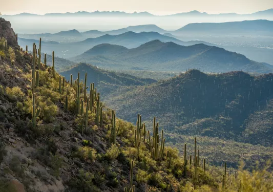 Mountain full of cacti and bushes in a large valley