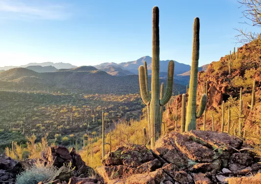Two large cacti on a hill, in a valley of mini cacti and bushes