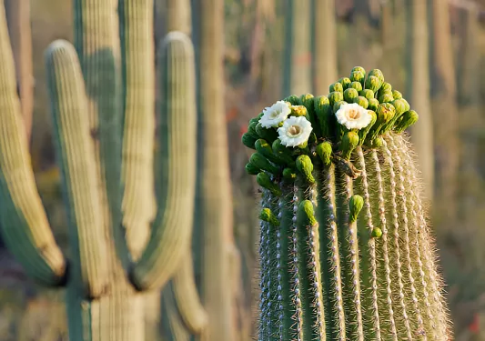 Close-up shot of a cacti with small flowers blooming on top