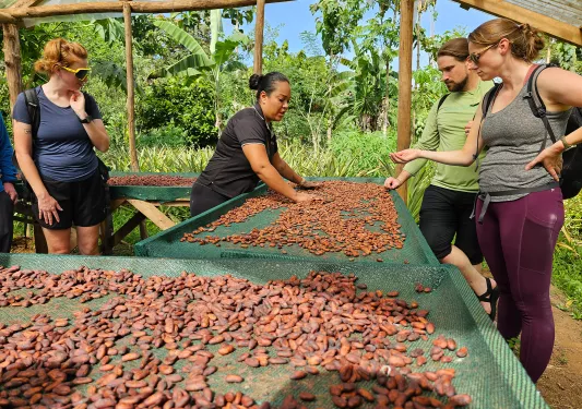 Group of people watching a woman lay out almonds for drying
