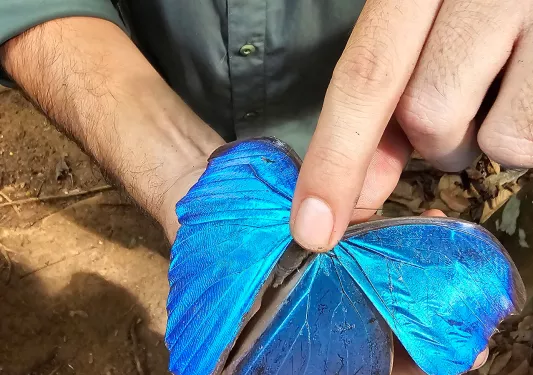 Man pointing on the back of a blue butterfly