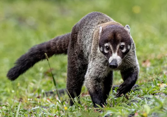 White nosed coati animal from Costa Rica