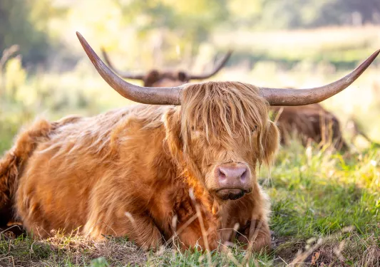 Cow with large horns laying down in a grass field