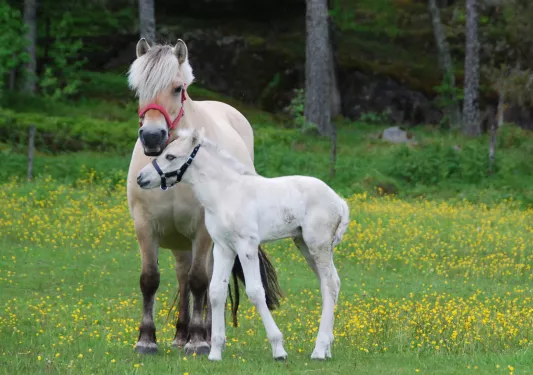 Horse and their offspring in a field of grass