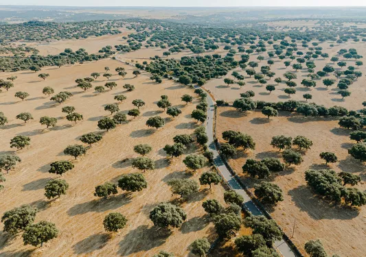 Road cutting through an open valley covered in trees