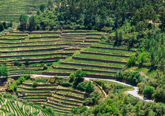 Crop fields with a road cutting through the grassy fields