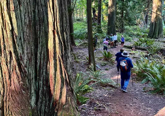 Group of people hiking in the woods with tall trees