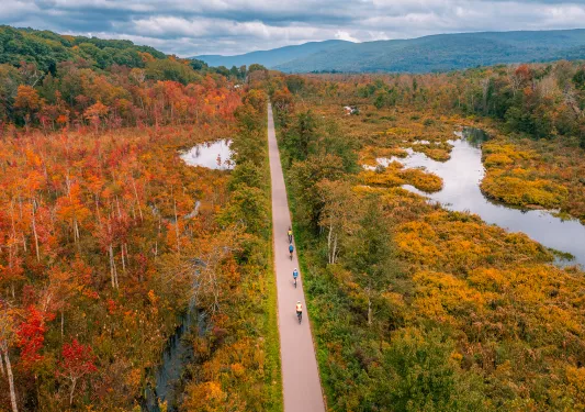 Aerial shot of foliage and a road 