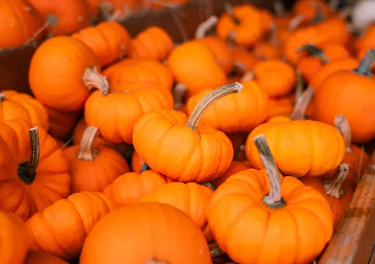 Pile of pumpkins