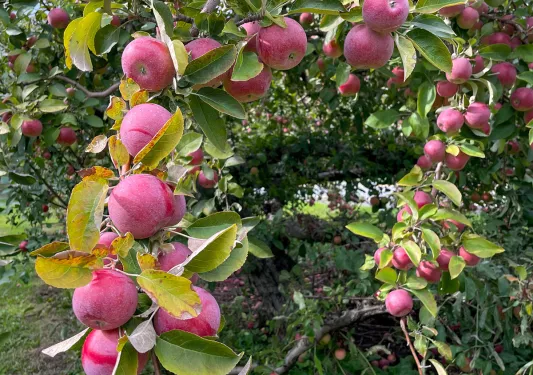 Apples dangling from branches of a tree