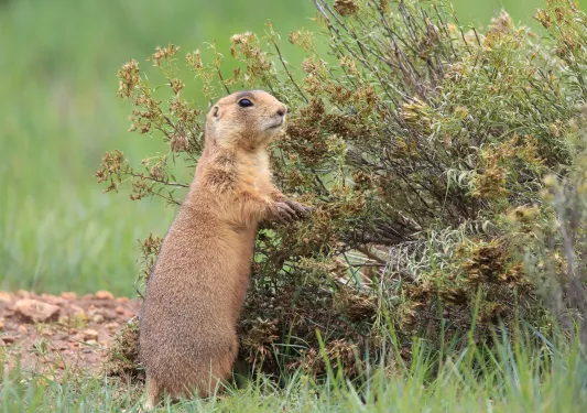 gopher in the grass