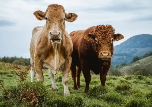 Two cows looking at the camera in a grassy field