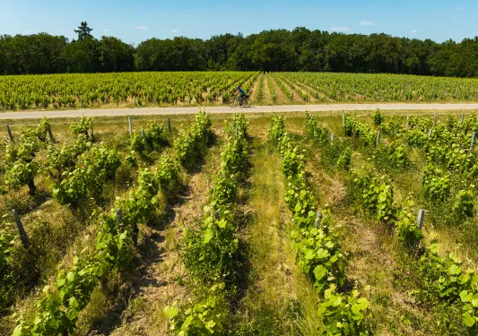 Person riding their bike in an open valley of crop fields surrounding an asphalt road