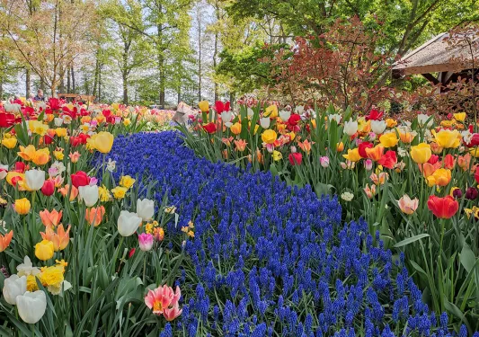 Field of lavender surrounded by other flowers