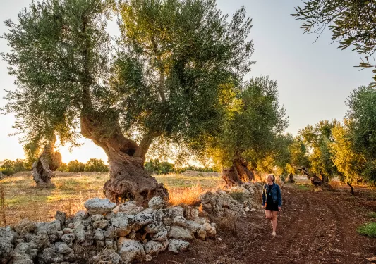 Woman walking on a dirt road looking at a large tree