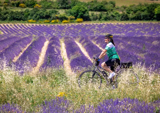 Woman in a green jersey biking in a field of lavender flowers