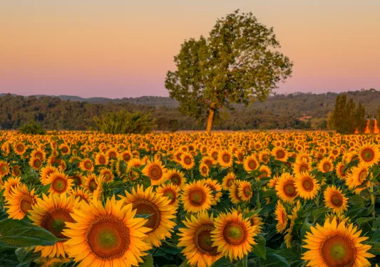 Field of sunflowers with a large tree in the center
