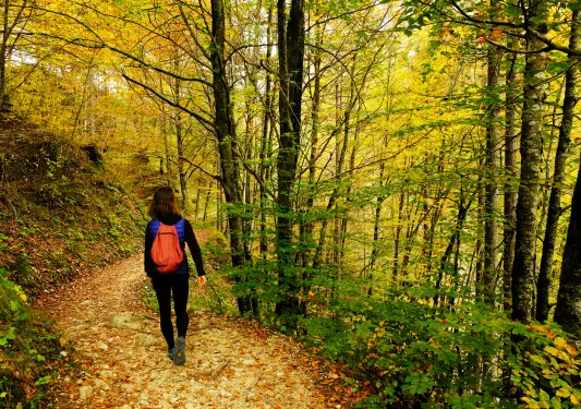 A hiker walks through a forest