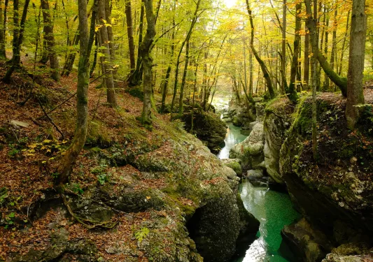 a creek flowing through a heavily wooded area