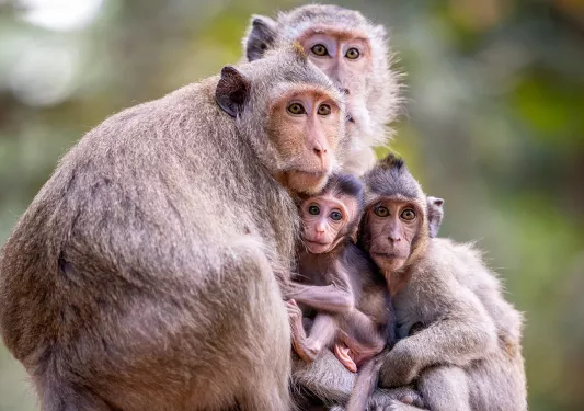 a family of monkeys
