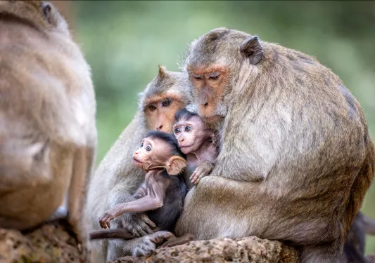 Two adult monkies hugging two baby monkies