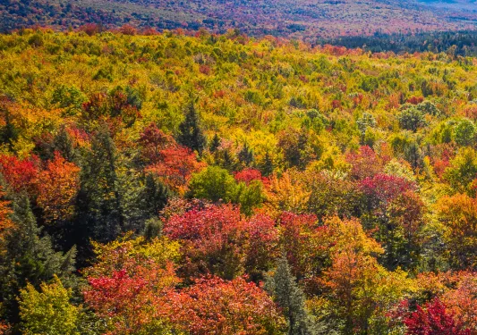 Valley of tall orange, yellow and green trees