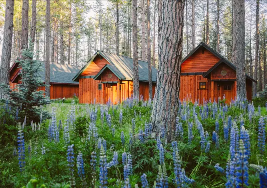 red houses in lavender fields