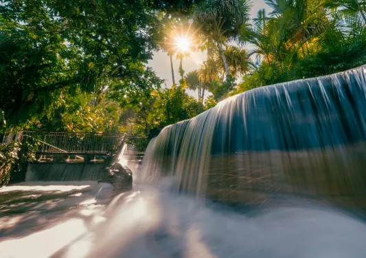 Waterfall covered b large trees, with a staircase on the left