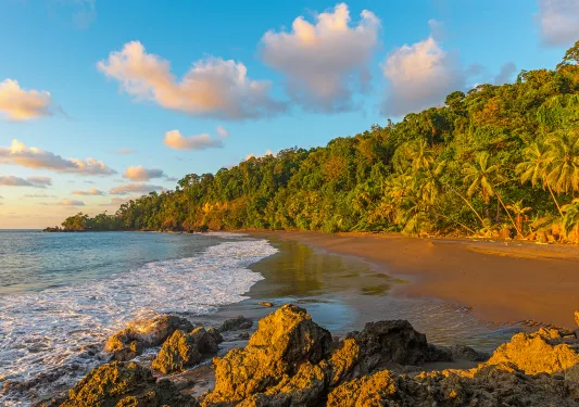 Beach surrounded by palm trees and a larger forest