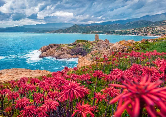 Hill covered with red flowers, with cliffs by the oceanside in the distance