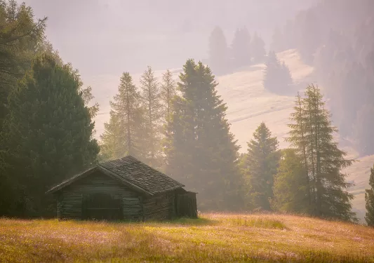 Fog over tall pine trees