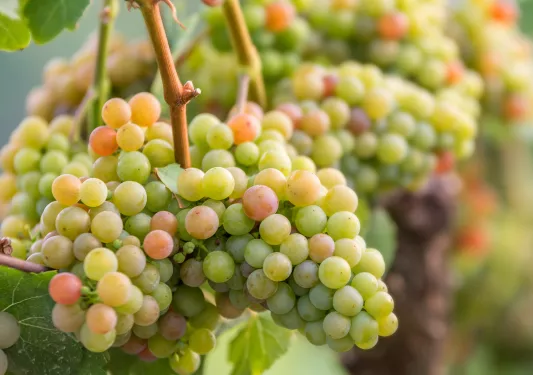 Green grapes on the vine