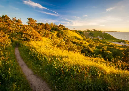 Hiking trail through tall, grassy hills and trees