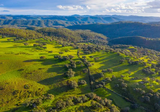 Large, grassy field with trees and the ocean in the distance
