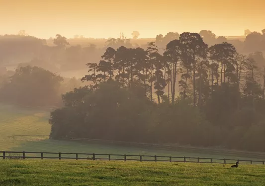 Large valley of grass covered in fog with trees in the distance
