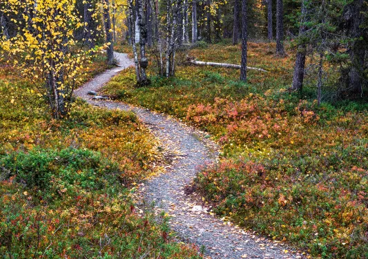 Gravel path in a forest with red, green and orange plants