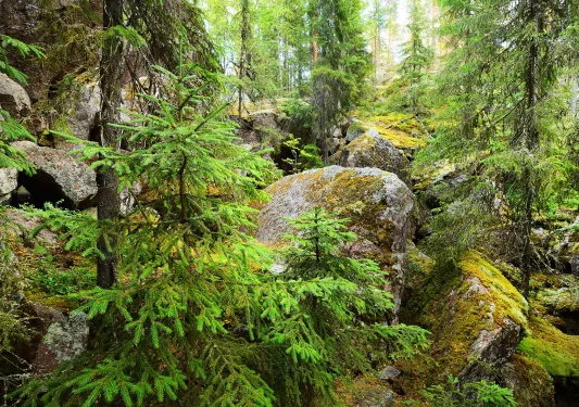 Boulder covered in moss surrounded by trees