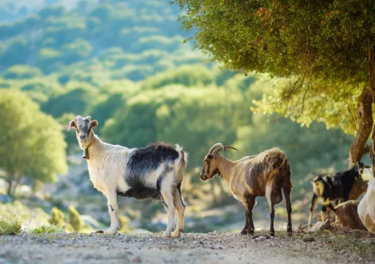 A group of goats on a gravel path
