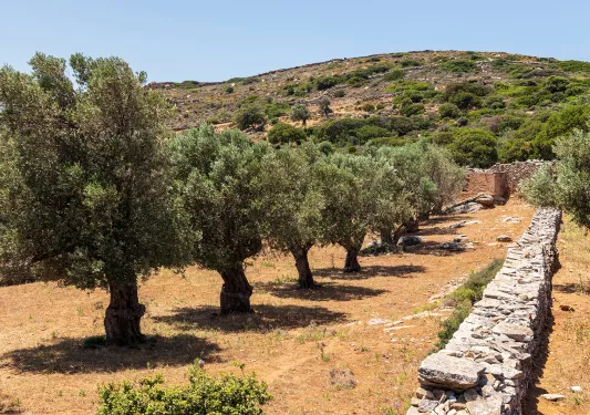 Row of trees in a dried field of grass