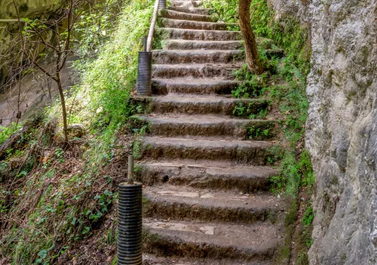 Overgrown steps leading to a woodsy area