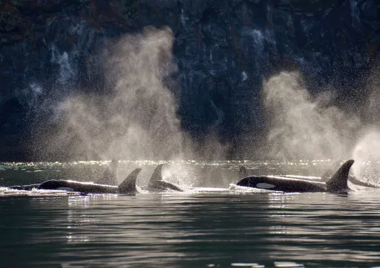 Multiple whales above sea level