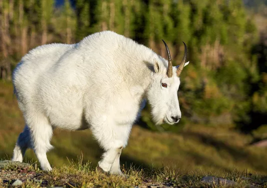 White ram with red eyes in the middle of a forest
