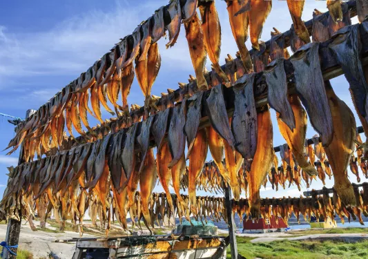Fish drying on large drying racks