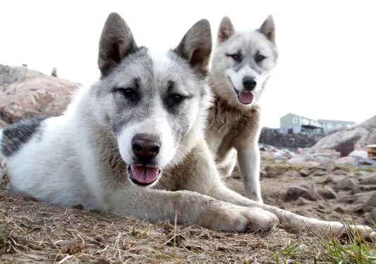 two dogs laying down