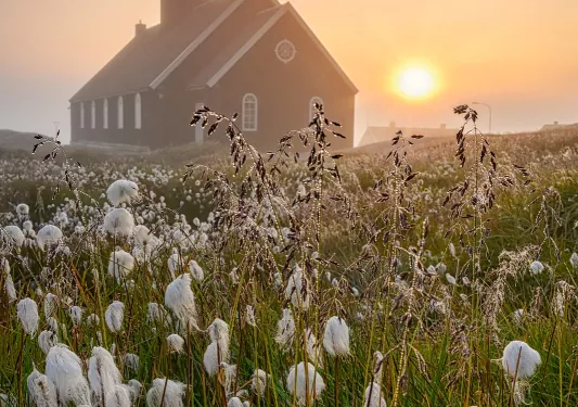 Poppy fields in front of a house and sunset
