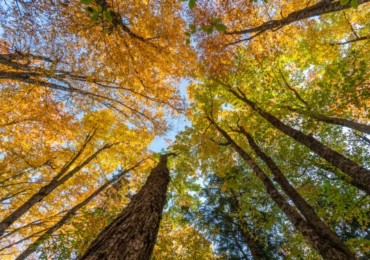 Bottom view of tall trees covered with yellow and green leaves