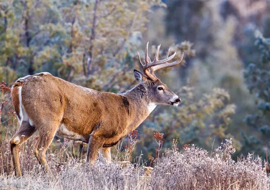 Moose in a field of dried grass