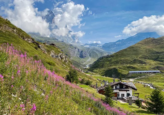 Hill covered with grass and pink flowers, with a small building at the bottom of the hill