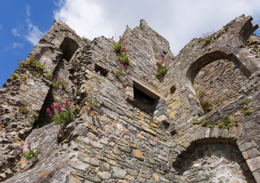 Bottom-top view of a stone building with plants and weeds coming out from the cracks