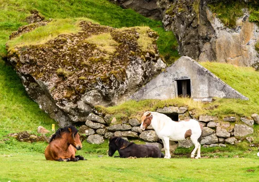 Ponies resting on a grassy field